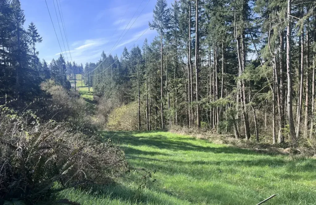 Renton’s Hidden Gems: Unique Spots Locals Love 2 Forest hiking along May Creek Trail Renton WA