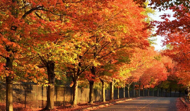 Discovering Hidden Gems in Renton WA in 2025
