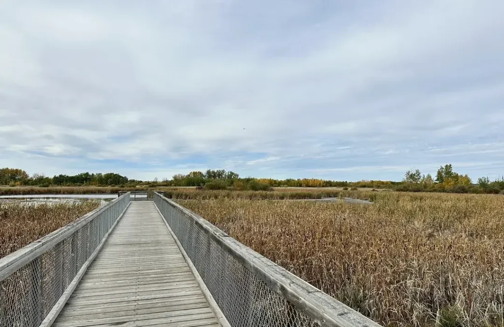 Renton’s Hidden Gems: Unique Spots Locals Love 6 Wetland boardwalk at Springbrook Trail Renton WA